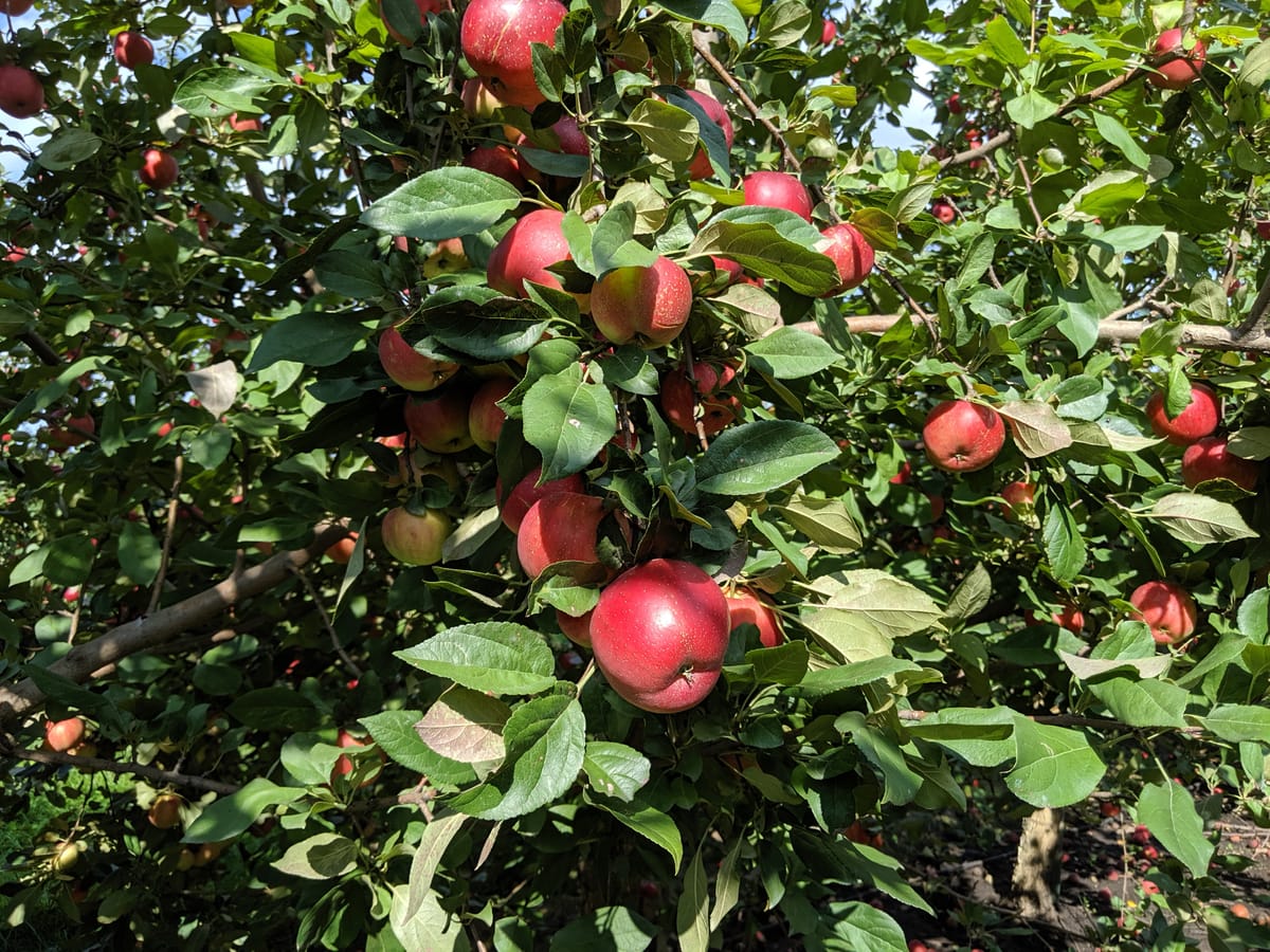 apple picking