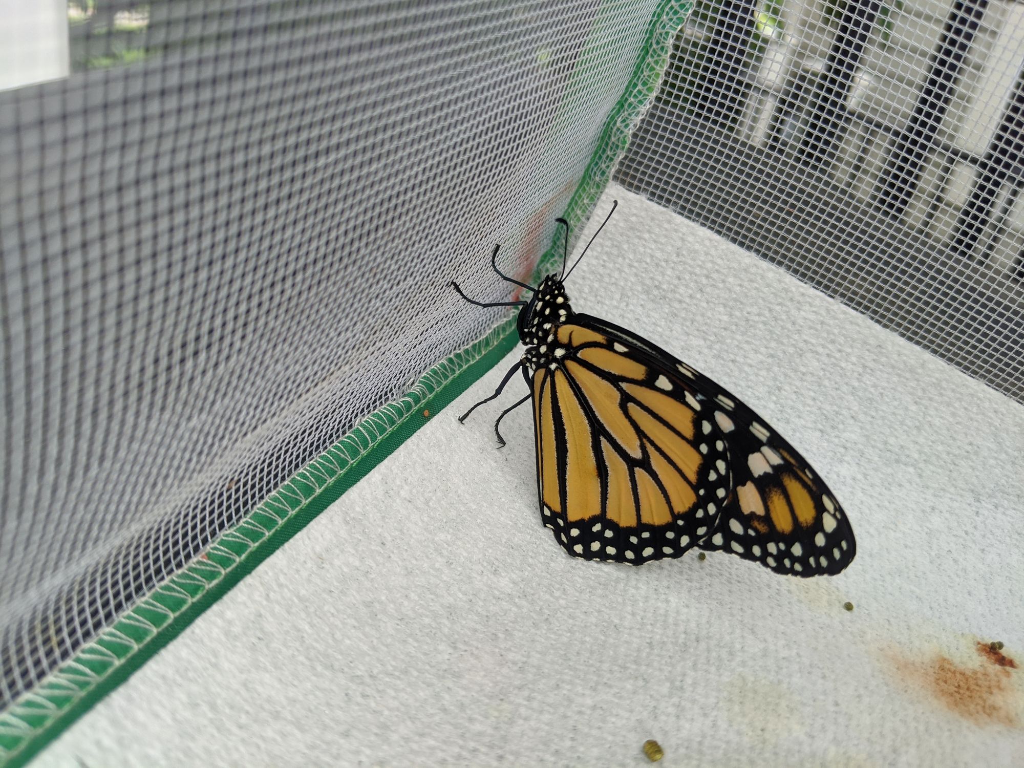 more monarchs