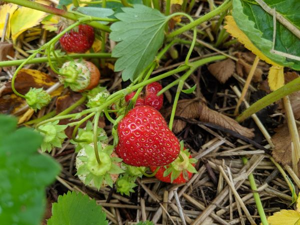 strawberry picking