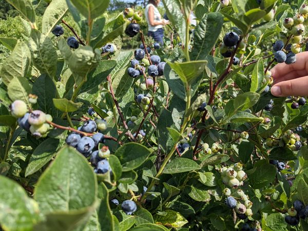 blueberry picking